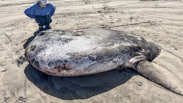 A 7-foot hoodwinker sunfish washed up in Gearhart Beach, Oregon, on Monday, June 3, 2024. (Tiffany Boothe/Seaside Aquarium)